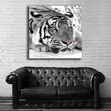 Load image into Gallery viewer, #502 Tiger