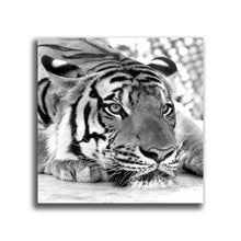 Load image into Gallery viewer, #503BW Tiger