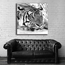 Load image into Gallery viewer, #503BW Tiger