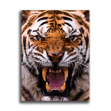 Load image into Gallery viewer, #700 Tiger
