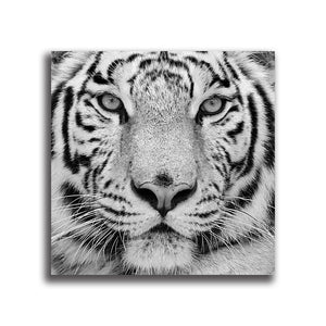 #501BW Tiger