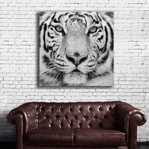 #501BW Tiger