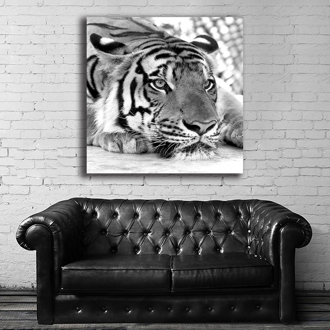 #503BW Tiger