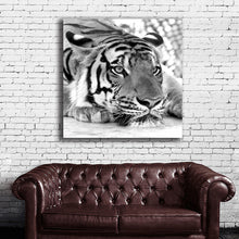 Load image into Gallery viewer, #503BW Tiger
