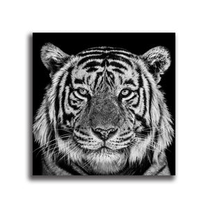 #504 Tiger