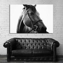 Load image into Gallery viewer, #009BW Horse
