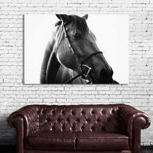 Load image into Gallery viewer, #009BW Horse
